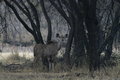 Kudu-Besuch an der Lodge