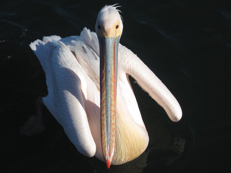 Pelikane am Boot