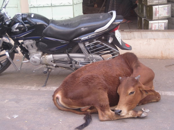 Kuh bewacht Motorrad in Pushkar