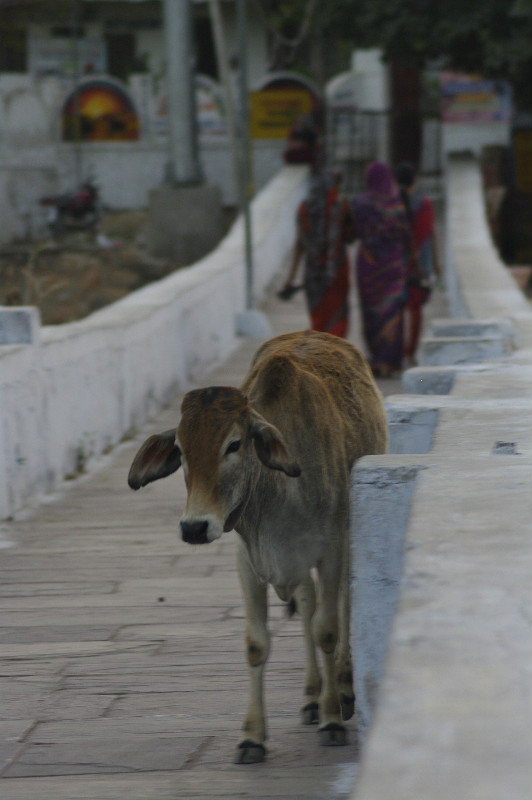 Brücke in Pushkar