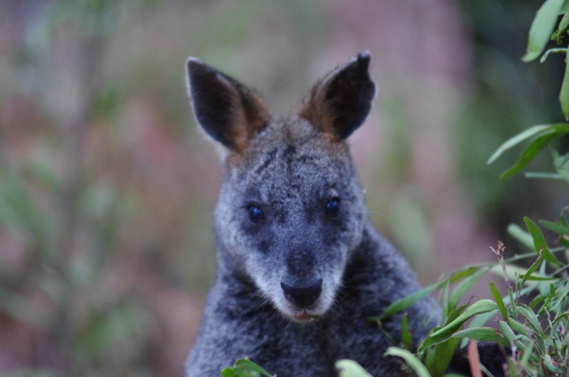 noch ein anderes Wallaby