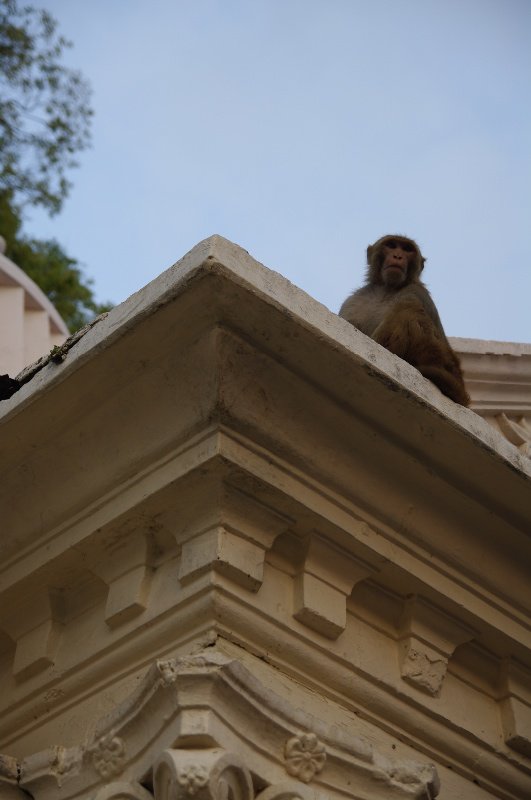 Affen am falschen Tempel