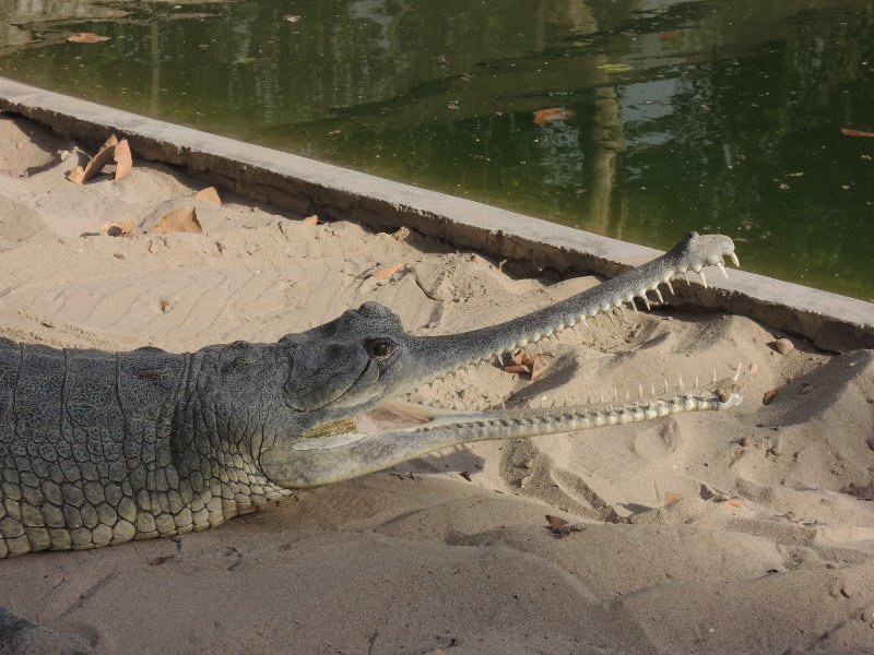 Gharial- Krokodil