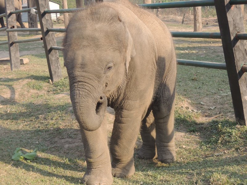 Unsere kleine Elefantenfreundin im Elephant Breeding Center
