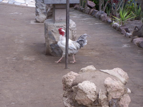 Why Did the Chicken Cross the Equator?