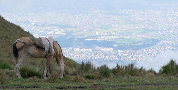 Horse with Quito in the Background