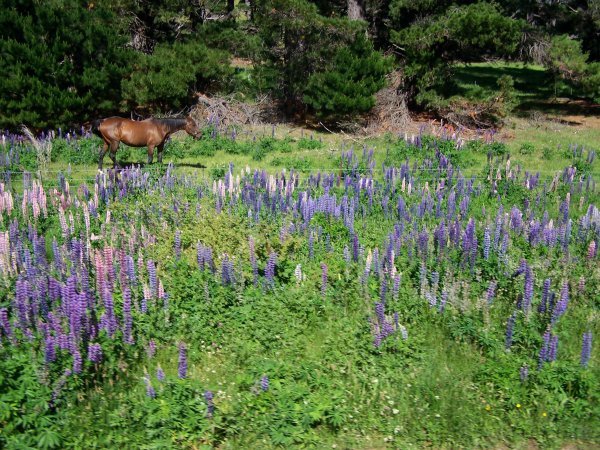Horse and Lupins