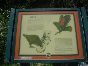 Kea Sign