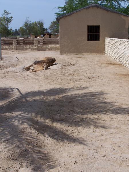 Camel Resting in the Hot Sun