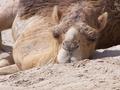Resting Camel Up Close