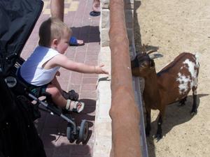 Kai and a Friendly Goat
