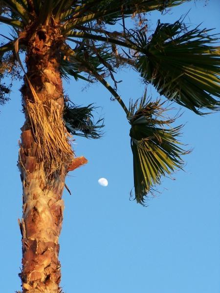 Palm Tree and the Moon