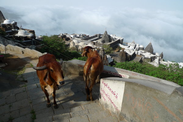 Cows looking for a better deal in the next life - Junagadh, Gujarat