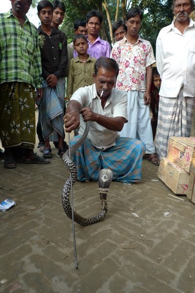 Snake Charmer and a King Cobra - Ghuradia, Dhaka Division