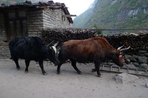 Nepal - Annapurna Circuit Trek - 2 Huge Himalayan Yaks