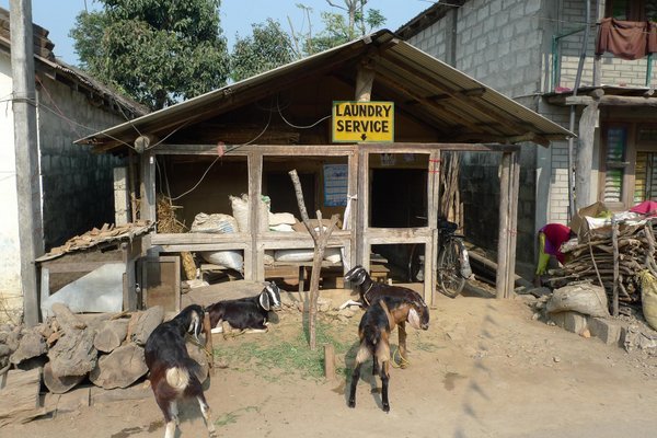 Local Place To Get Laundry Done..... Or Buy A Goat! - Chitwan