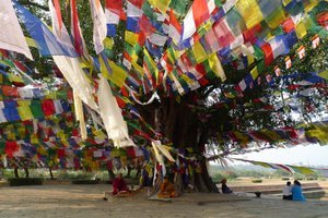 The famous Bodhi Tree - Lumbini
