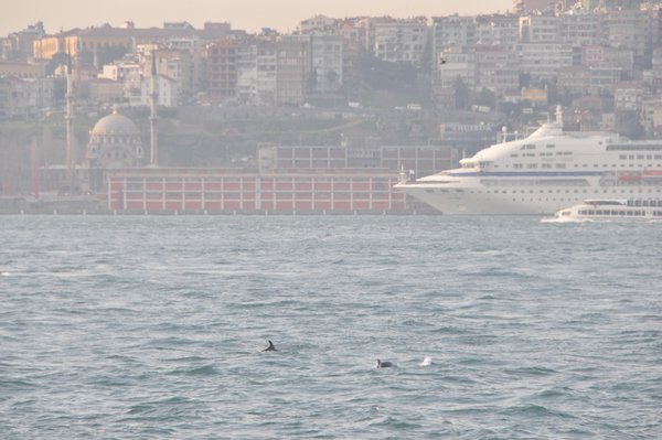Dolphins bid us farewell on our last day, Istanbul