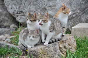 New kittens in old Efesus