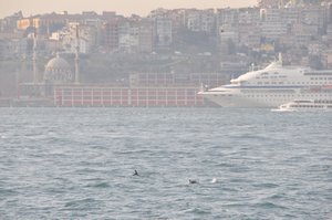 Dolphins bid us farewell on our last day, Istanbul