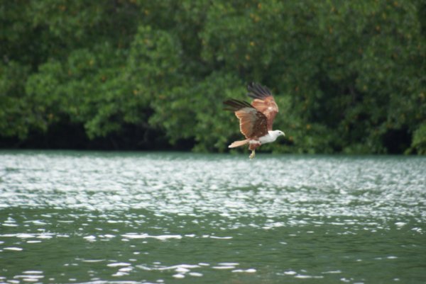 Eagle Feeding in the mangroves, Langkawi