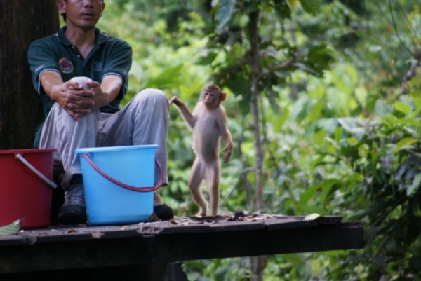 Macaque goes in for the leftovers