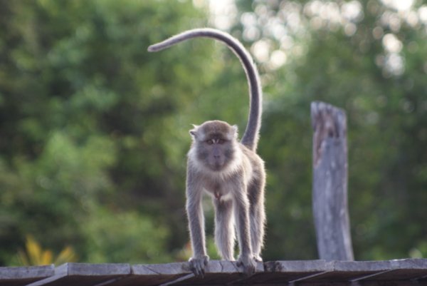 Macaque at Klias