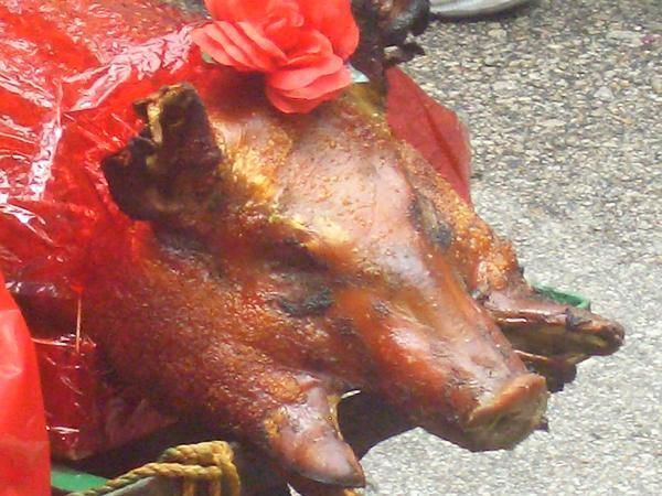 This little piggy went to the temple...to be eaten by the monks!!