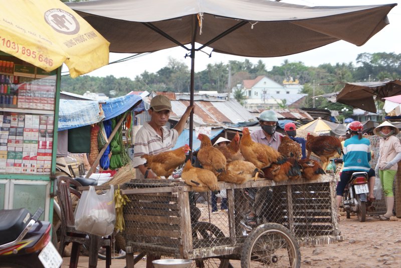 Chicken Shop at the market