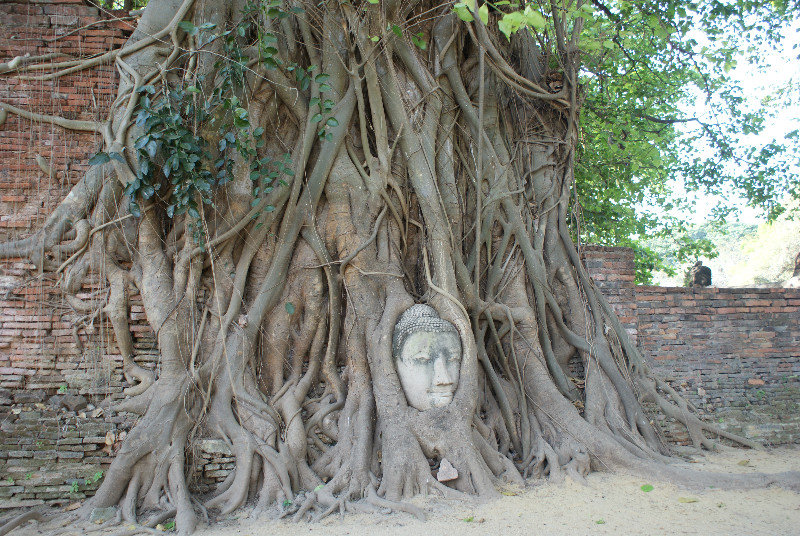 Buddha head entwined in a tree