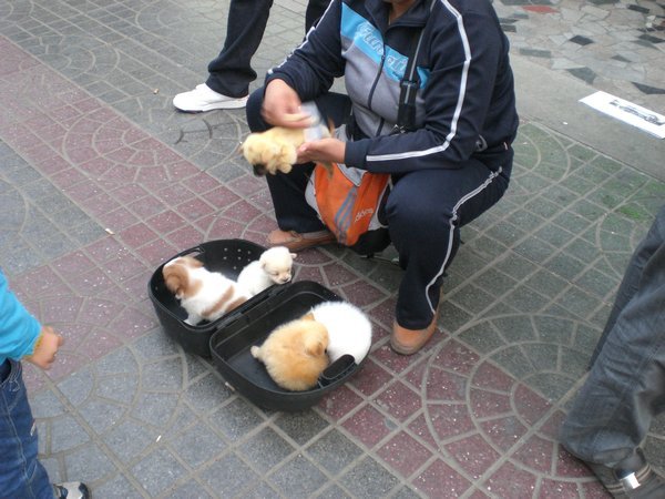 Woman selling REALLY cute puppies on the street