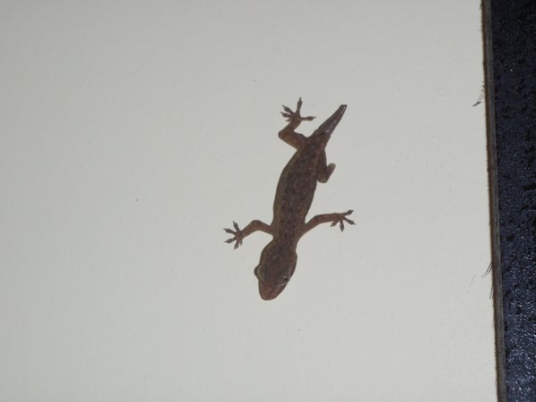 Gecko with a leg missing
