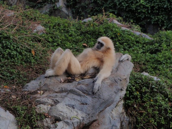 Chillaxing Gibbon