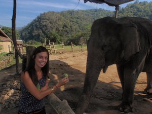 Feeding the elephants