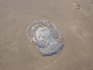 jellyfish on the beach, Cha am