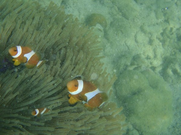 Nemo family - bless