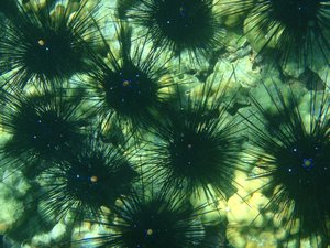 Sea Urchins