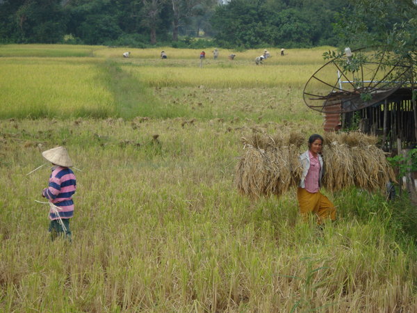 Working on the rice fields