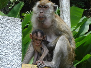 Monkey and baby monkey