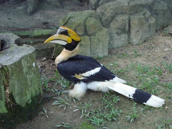 A hornbill at KL bird park