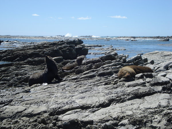 Sunbathing seals