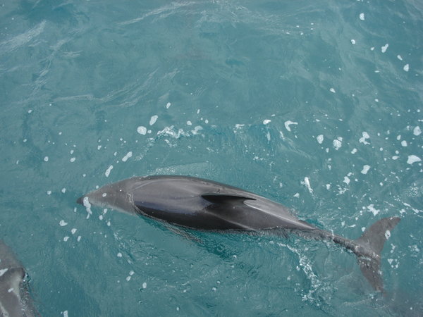 Close up dolphin