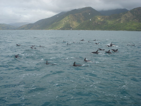 A lot of dolphins!