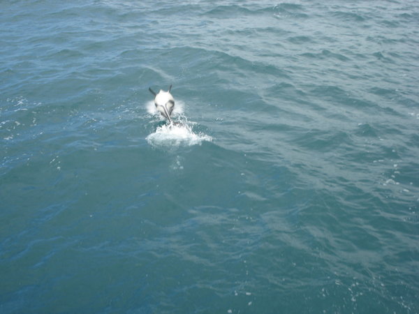 A dolphin swimming upside down