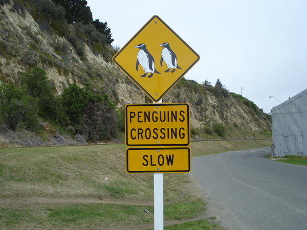 Penguins Crossing!