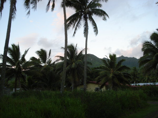 Coconut trees