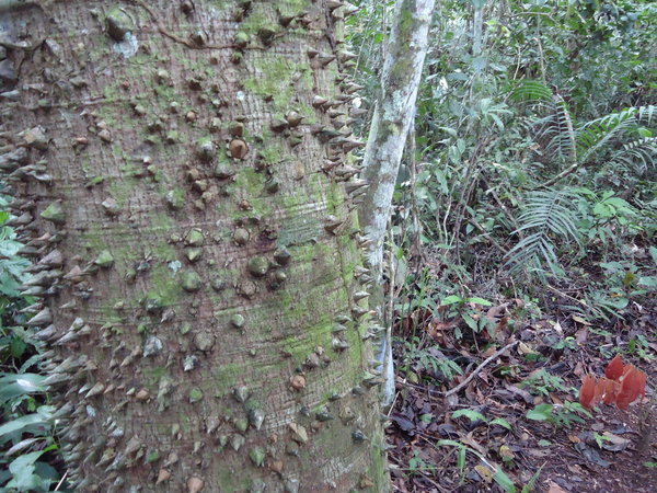 Spiky tree
