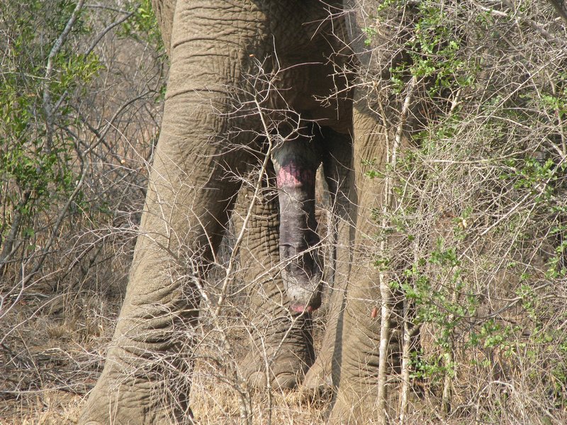 Excited Elephant
