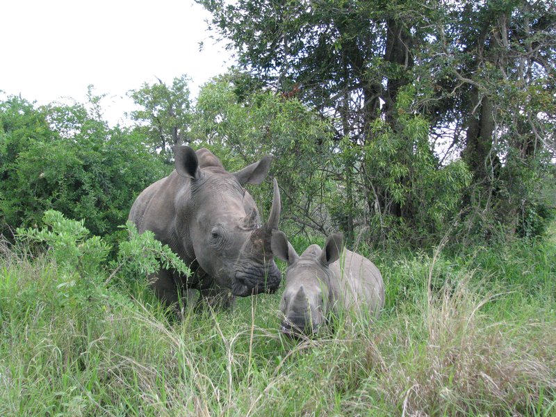 Way too close to a mamma rhino and her baby