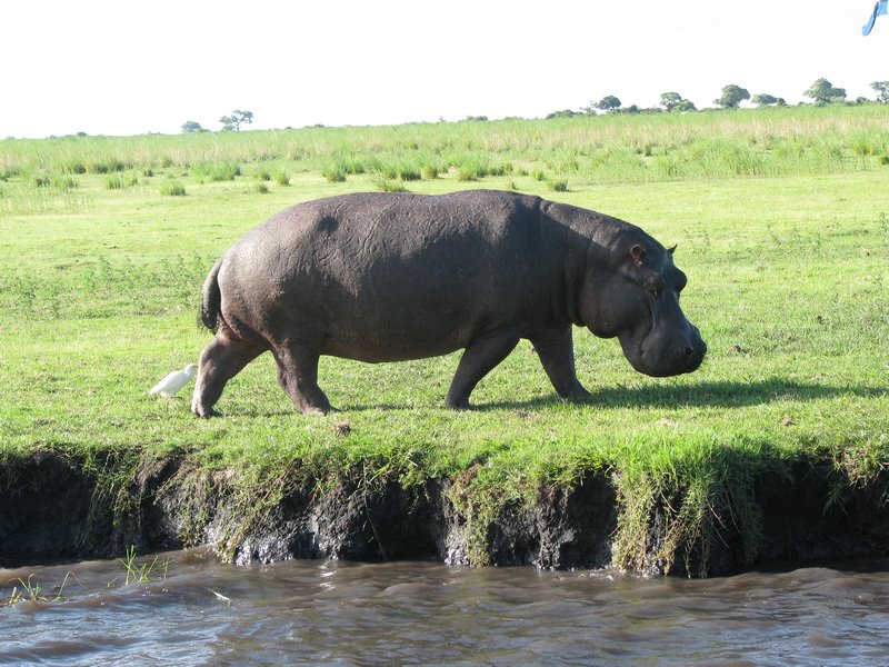 hungry hippo - chobe park